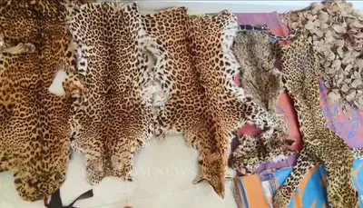 odisha  skins of 7 animals  26 1 kg of pangolin scales seized in paralakhemundi  6 arrested