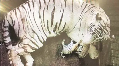 royal bengal tigress gives birth to cubs in delhi zoo after 18 long years