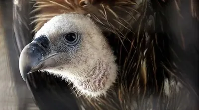 over 20 vultures found dead in assam s sivasagar