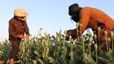 destroyed 4 000 hectares of poppy fields in afghanistan  claims taliban