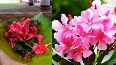 kerala  travancore devaswom board bans use of arali flower in temples after finding toxic content
