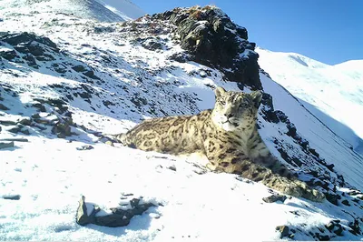 bhutan hits milestone in snow leopard conversation with nearly 40 pc increase in population
