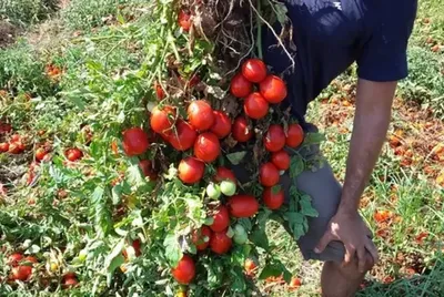 israeli researchers develop drought resistant tomato