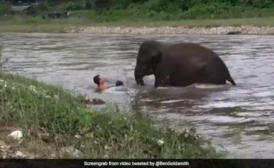 watch elephant save a drowning man