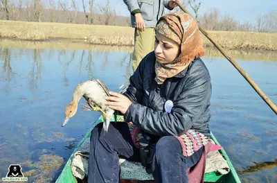 alia mir  first woman wildlife rescuer in j k  honoured with wildlife conservation award