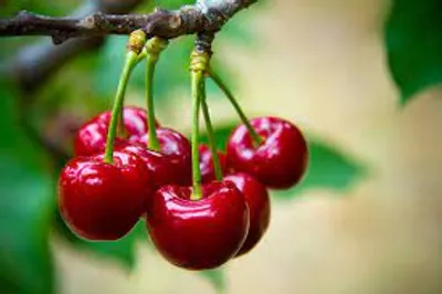 world famous cherries from the pacific northwest usa launched in india