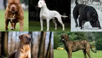 delhi hc asks centre to file response on plea challenging ban on 23 dog breeds