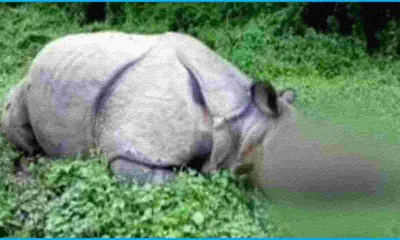 one horned rhino found dead in assam s padumoni