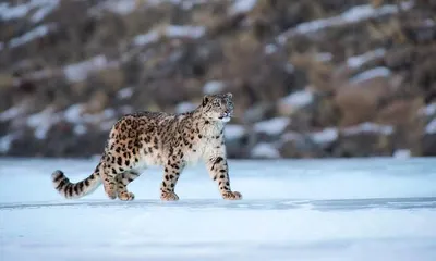 j k  camera trap confirms presence of snow leopard at kishtwar national park
