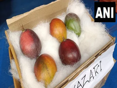 odisha  farmer grows world s  most expensive  mango in his orchard