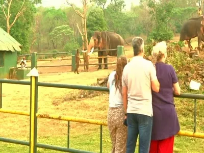 tourist throng to see baby jumbo from oscar winning  elephant whisperers 