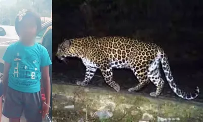 andhra pradesh  leopard kills six year old girl in tirumala 