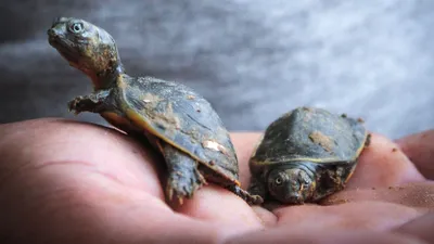 pak  hundreds of turtles killed by electrocution in chiniot