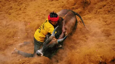 jallikattu  bull tamer succumbs to injures in madurai