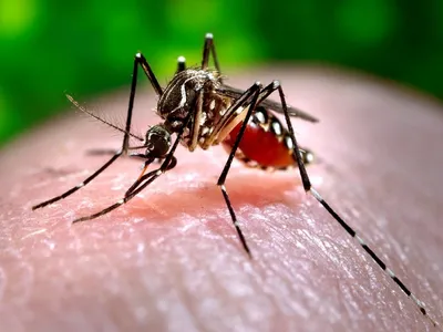 bihar  dengue cases rise in patna  health dept set up separate wards for patients