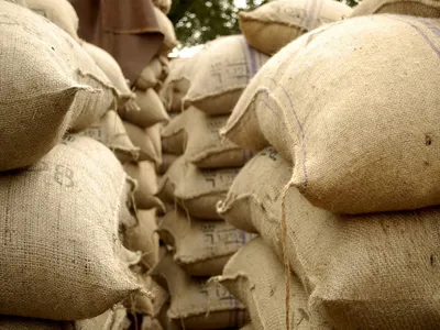 india supplied 47 500 metric tons of wheat to afghanistan since taliban takeover