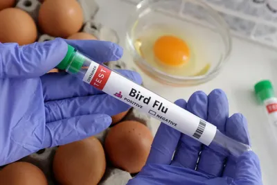 scientists warn of lethal bird flu pandemic  says could be  100 times worse  than covid