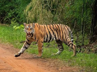 odisha  tiger population pegged at 30 by first state wide estimation