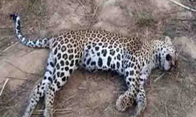 leopard dies after being hit by speeding vehicle on chandigarh ambala nh