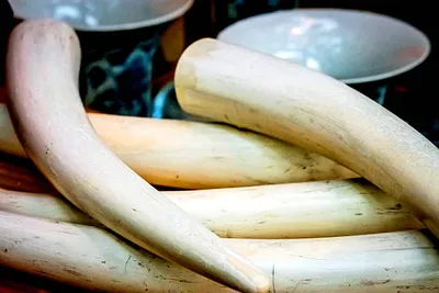 dri intercepts illegal elephant tusk trade in bengaluru  seven arrested