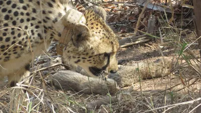 madhya pradesh  south african cheetah gives birth to 5 cubs in kuno national park