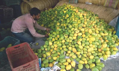 mango yield likely to be 75 pc less this season as mercury soars high in malda