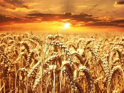 centre estimates wheat procurement at 320 lakh tonne wheat  paddy 100 lakh tonne